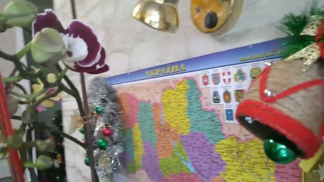 ??Как выращивать домашние орхидеи! Фиолетовая и жёлтая красавицы! Очень красивые цветы!?? смотреть онлайн