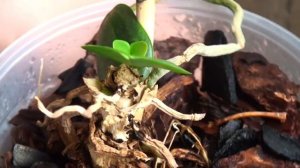 КОРНИ ОРХИДЕИ от старого фаленопсиса НЕ ВЫКИДЫВАЙТЕ, растим детку из пенька, 7 месяцев спустя