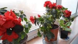 Почему не цветёт цветок азалия в домашних условиях