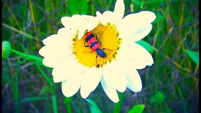 Лето Пьяное Вика Цыганова смотреть онлайн