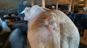 Бык породы Шароле 2.5года. 1100кг живой вес