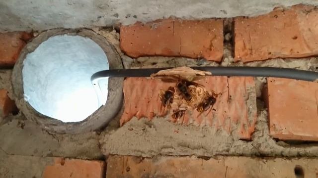 ШЕРШНИ и их ГНЕЗДО