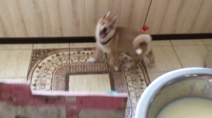 Щенок лайки, воспитание 6