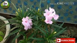 How to grow and  care Maxican petunia || flower factory 🌸🌸