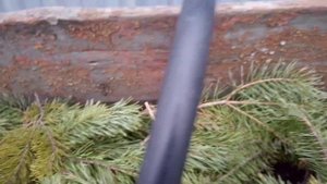 VID   Укрываем   виноград  в    зиму  , на   Среднем  Урале .