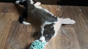 ЗАВЕЛА ЩЕНОЧКА БОРДЕР КОЛЛИ?