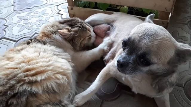 Друг не бросит в беде.Дружба кота и собаки.взаимовыручка. смотреть онлайн