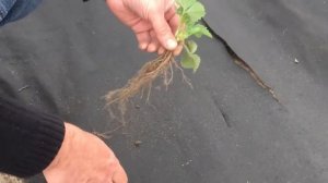 Клубника садовая фриго посадка