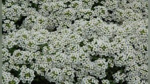 ЛОБУЛЯРИЯ LOBULARIA ALYSSUM