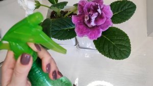 Лавровый лист для чахнущего растения, и пышного цветения, даже глоксинии зацвели зимой