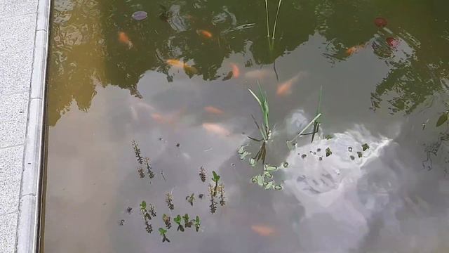 карпы кои в пруду 23.05.2020 смотреть онлайн