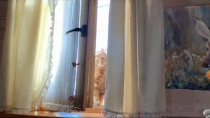 Песня до слёз😞😞😓😓😩😩🤧симба почему же ты ушол (в память о симбе)