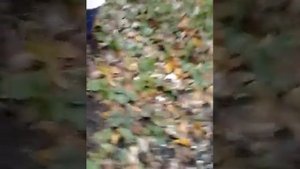 Подготовка персика к зиме. Прфилактика камедетечения.