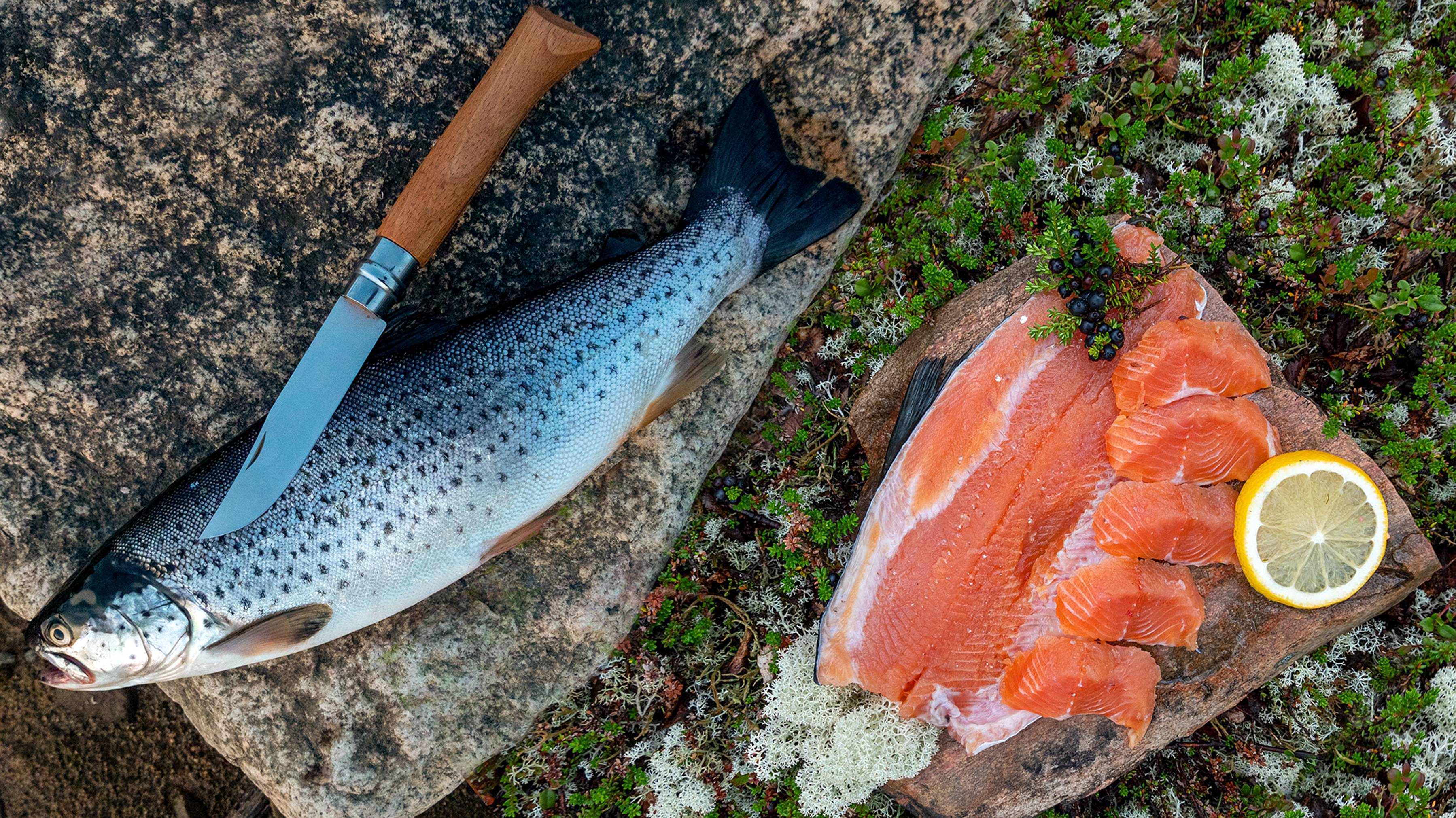 По Кольскому со спиннингом и объективом. Август 2021