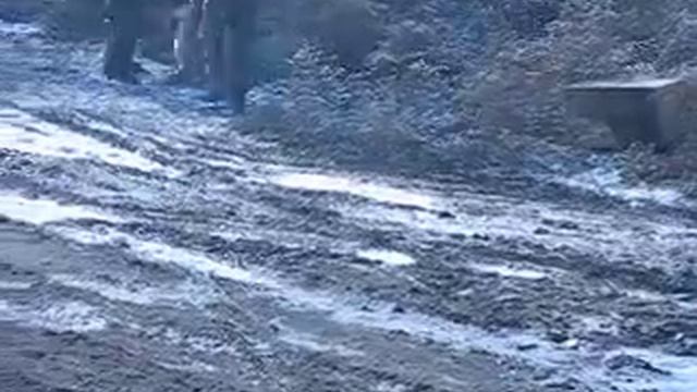 Лайка-4, притравка по барсуку в Алматы