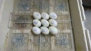 Сроки инкубации башкирской утки////инкубация 21день///