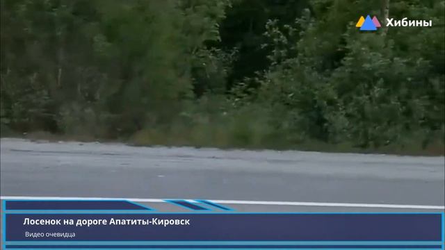 Хибины: Внезапная встреча с лосенком на трассе смотреть онлайн