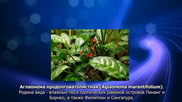 Виды Аглаонемы
