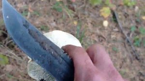 Правильный рецепт засолки сухих груздей горячим способом.