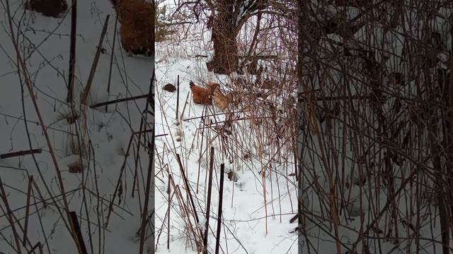 Куры вышли на большой снег