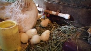 Курица наседка с цыплятами. Учимся пить с ниппельной поилки.