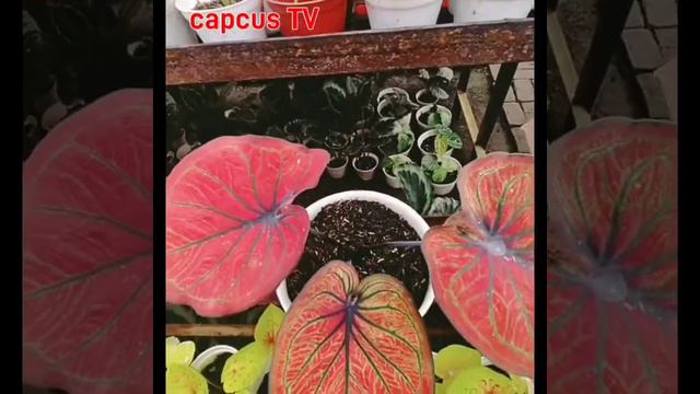 Red Emperor....Super Rednya caladium смотреть онлайн