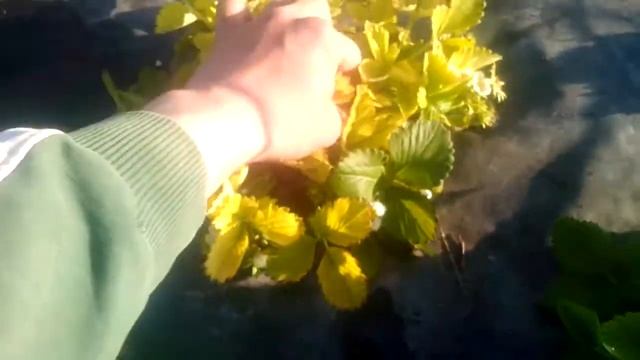 Крупноплодная садовая земляника(клубника) Гигантела -Максим. Начало.