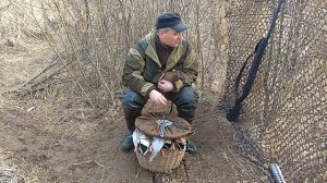 Охота с подсадной уткой весной апрель 2018 ( в конце кружок для подсадной утки)