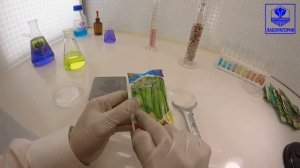 Горох сахарный Жегаловка 112. Гавриш