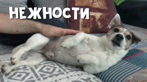 Красавчик fluffy. Утренние нежности маленькой собачки-попрошайки