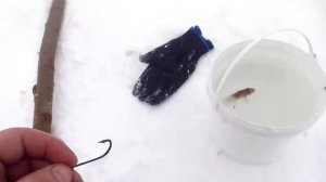Зимняя рыбалка на Лене! #13