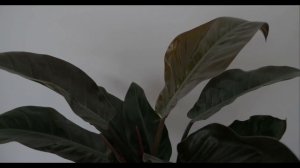 Philodendron imperial red(2018)