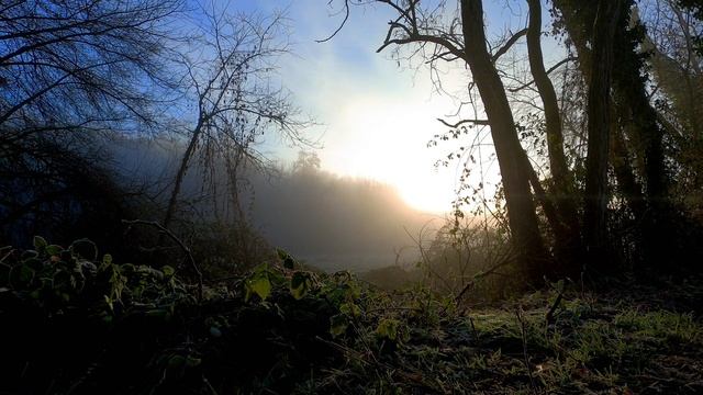 Mystical forest sound and music смотреть онлайн