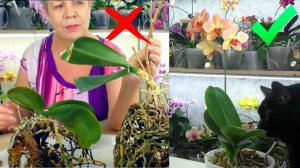 Орхидея 10 лет без пересадки,  2 года спустя. КАК ПРАВИЛЬНО ОМОЛОДИТЬ Старую Орхидею?