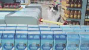 Space Cats Magic Fly Music Video Album Commercial (Netto)
