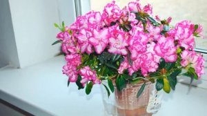 АЗАЛИЯ домашняя или РОДОДЕНДРОН | Как ухаживать после покупки