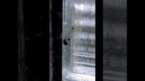 Как муха попала в паутину и что с ней сделали пауки