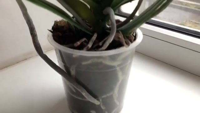 #Орхидеи. Леко Фантастик - хит сезона 2019. Супер новинка в коллекцию! смотреть онлайн