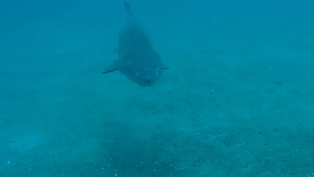 NC 2007_2 Proteus 06.avi смотреть онлайн