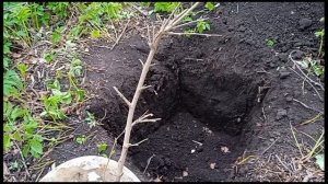 пересаживаю шелковицу (тутовник)