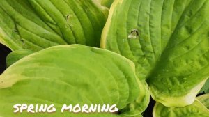 Хоста сорт Spring morning в моем саду...