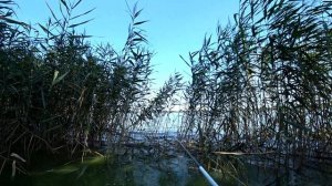 В ЭТОМ КАМЫШЕ САЗАНЫ ТАЩАТ ТАК, ЧТО НЕ МОГУ УДЕРЖАТЬ УДОЧКУ! Сазан на боковой кивок. Рыбалка 2023