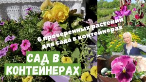 6 цветущих растений для сада в контейнерах / Огород в контейнерах