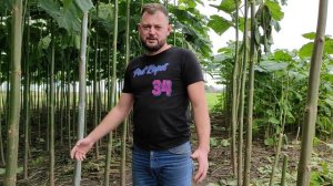 Подготовка Павловнии к зиме. Побелка дерева. Наши рекомендации.