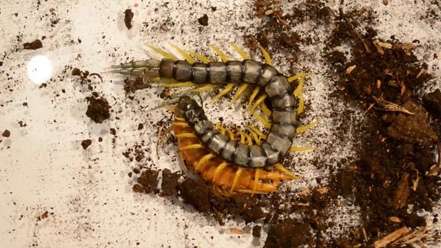 Centipede Eats Itself / Сколопендра поедает саму себя