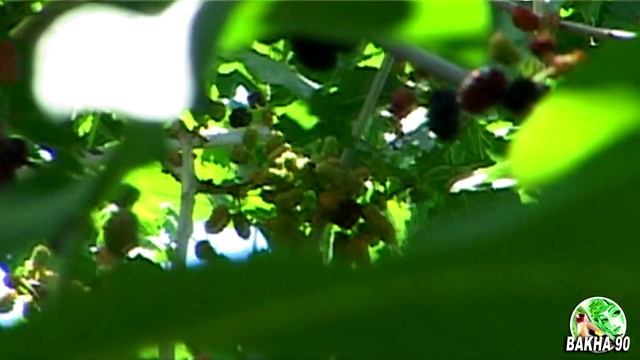 Птицы на тутовом дереве Шелковица смотреть онлайн