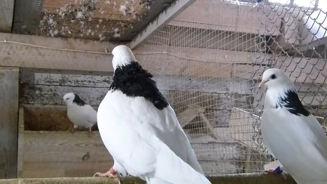 Голуби Игоря Рыбачка. Часть первая. Гусь Хрустальный. смотреть онлайн