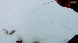 Рыбалка на Волге. ГУСТЕРА и СОПА  в глухозимье.