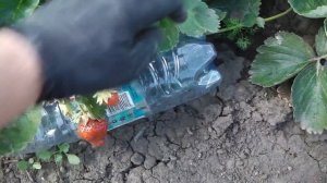 ВЫСОКОУРОЖАЙНАЯ ЗЕМЛЯНИКА  НСД С БЕСПОДОБНО ВКУСНОЙ ЯГОДОЙ  С ФРУКТОВЫМ ПОСЛЕВКУСИЕМ МАРИГЕТТ