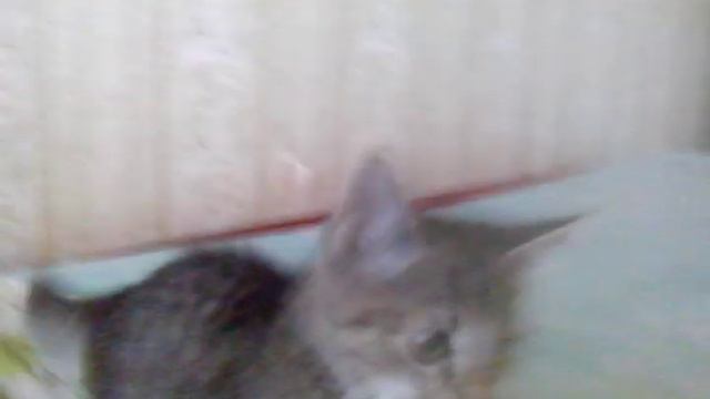 Веселый котик обормотик Cheerful cat obormotik